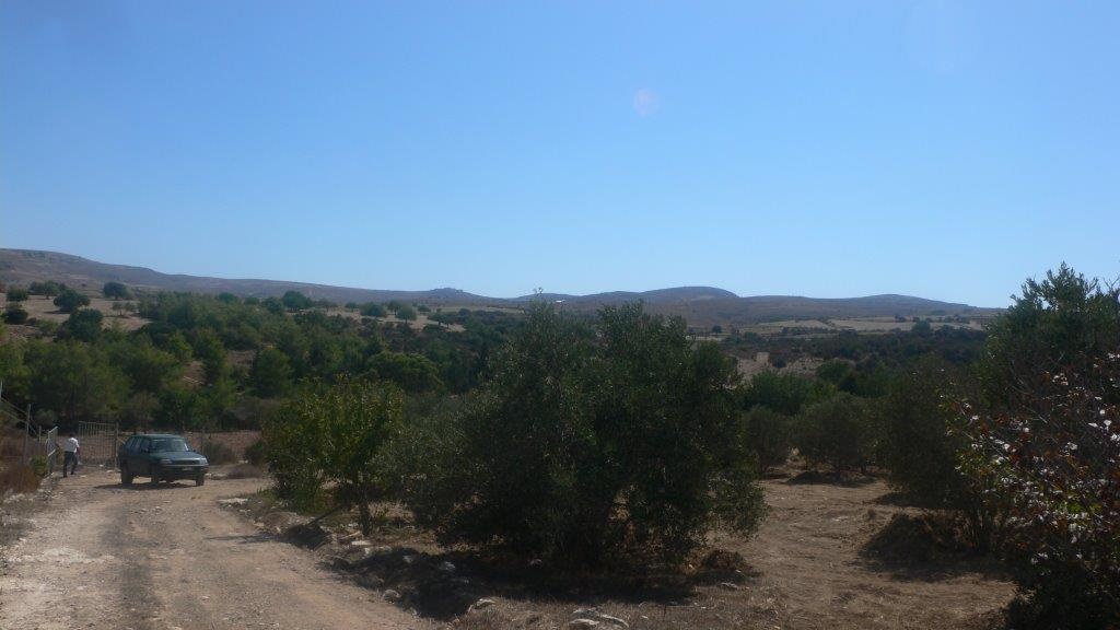 AGRICULTURAL LAND FOR SALE IN NEO CHORIO PAPHOS CYPRUS