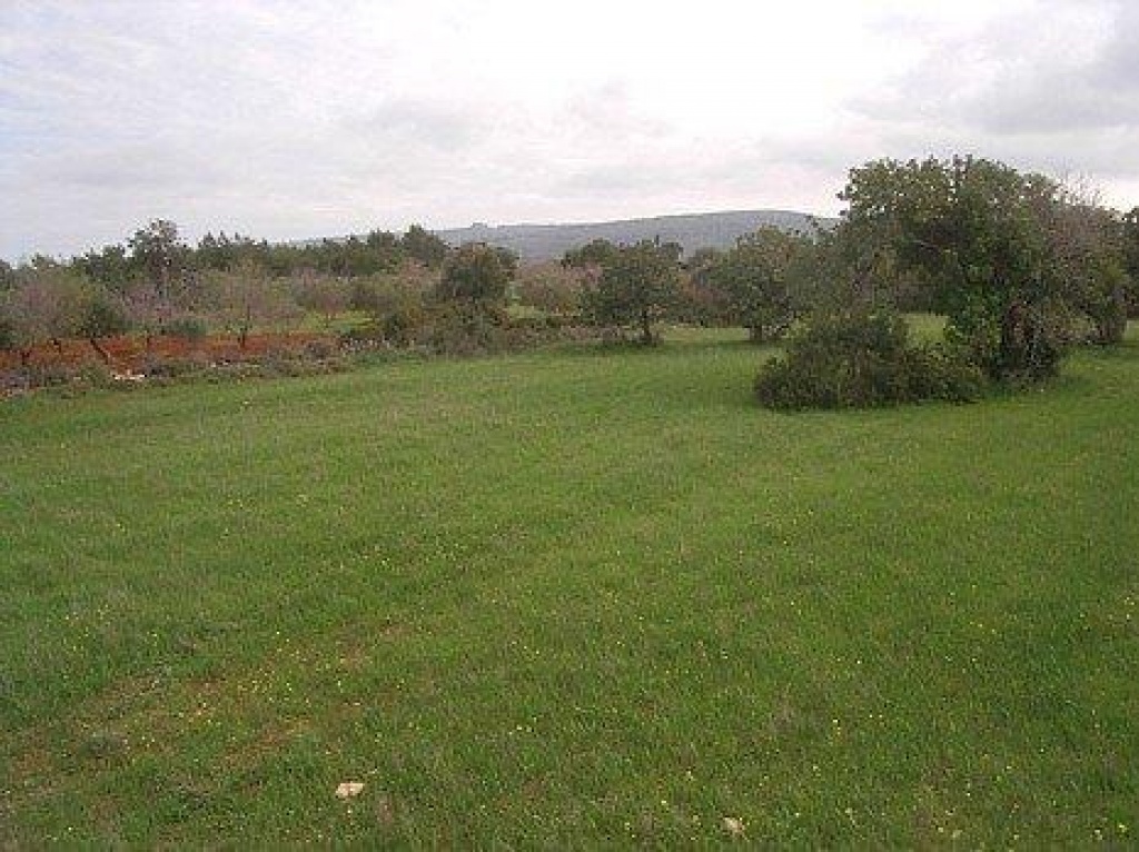 ACRICULTURAL LAND FOR SALE IN NEO CHORIO CYPRUS